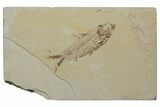Fossil Fish (Knightia) - Green River Formation #237233-1